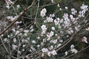 20160309 ウメの花　ブンゴ（豊後） (1)